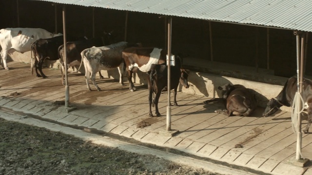 Video Reference: Zoo, Herd, Working animal, Canidae, Wildlife, Animal shelter, Stable, Pack animal