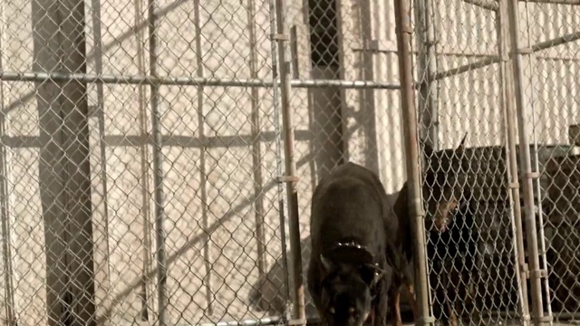Video Reference: Animal shelter, Cage, Zoo, Chain-link fencing, Net, Wire fencing, Mesh, Kennel