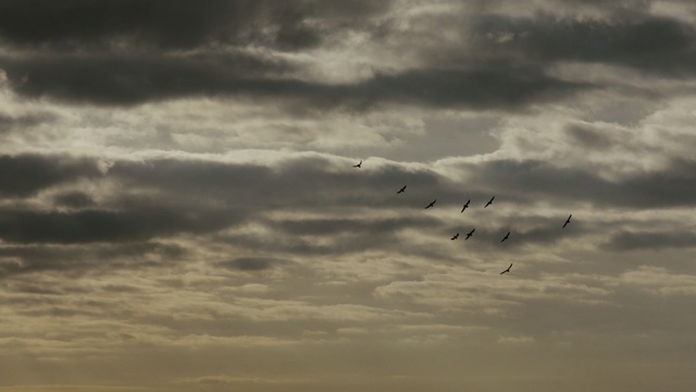 Video Reference: sky, cloud, atmosphere, daytime, flight, cumulus, bird migration, flock, horizon, evening