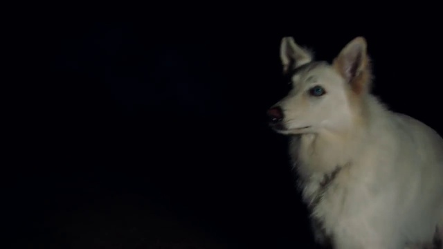 Video Reference: Mammal, Vertebrate, Dog, Canidae, Carnivore, White shepherd, Dog breed, Berger blanc suisse, Canadian eskimo dog, Snout