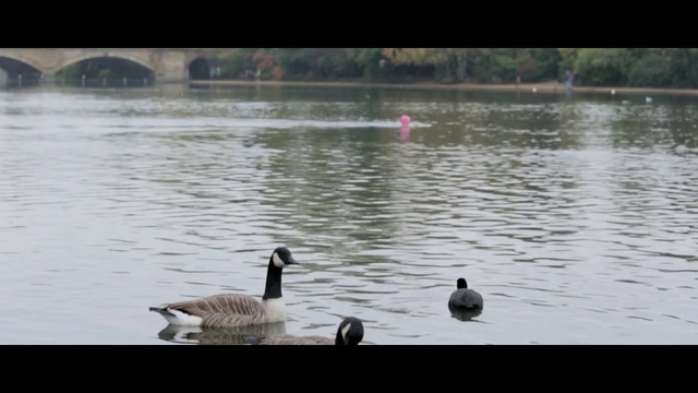 Video Reference: Bird, Duck, Vertebrate, Water bird, Ducks, geese and swans, Nature, Goose, Beak, Water, Waterfowl