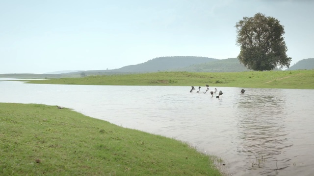 Video Reference: water resources, reservoir, bank, loch, lake, wetland, pasture, river, floodplain, water