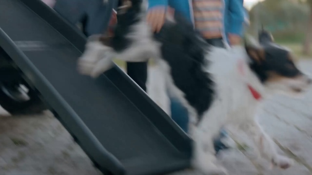 Video Reference: Mammal, Dog breed, Dog, Canidae, Carnivore, Sporting Group, Fox terrier, Working dog, Companion dog, Border collie, Person