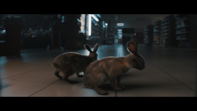 Video Reference: Domestic rabbit, Rabbit, Rabbits and Hares, Snout, Hare, Wildlife, Sky, Organism, Darkness, Whiskers