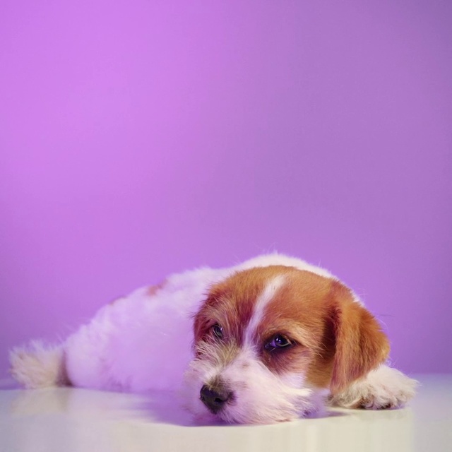 Video Reference: Dog, Mammal, Vertebrate, Canidae, Dog breed, Puppy, Cavachon, Companion dog, Carnivore, Petit basset griffon vendéen, Indoor, Laying, Small, Brown, Bed, White, Sitting, Lying, Large, Standing, Animal