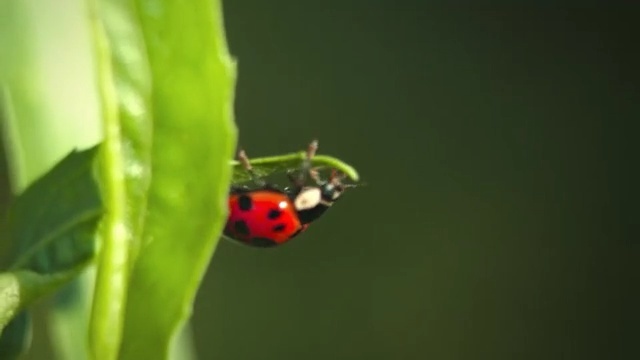 Video Reference: Ladybug, Insect, Macro photography, Beetle, Invertebrate, Close-up, Leaf, Plant, Photography, Leaf beetle