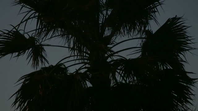 Video Reference: Tree, Nature, Black, Vegetation, Palm tree, Arecales, Sky, Plant, Attalea speciosa, Woody plant