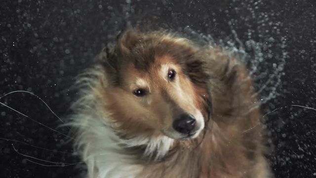 Video Reference: dog, rough collie, dog breed, scotch collie, dog like mammal, collie, dog breed group, snout, shetland sheepdog, companion dog, Person