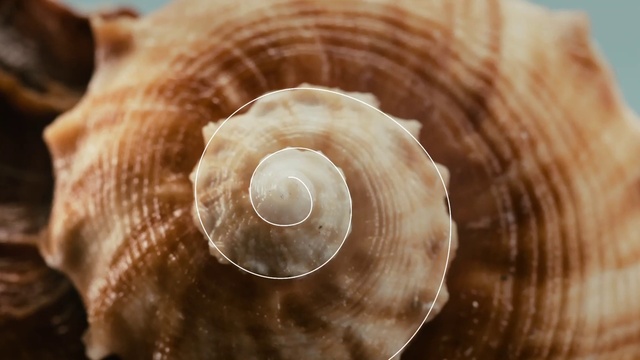 Video Reference: Shell, Close-up, Conch, Conch, Organism, Natural material, Macro photography, Cockle