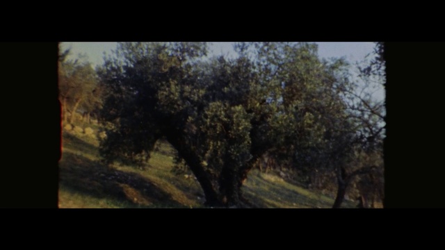 Video Reference: Tree, Nature, Painting, Woodland, Sky, Branch, Natural environment, Vegetation, Leaf, Wilderness