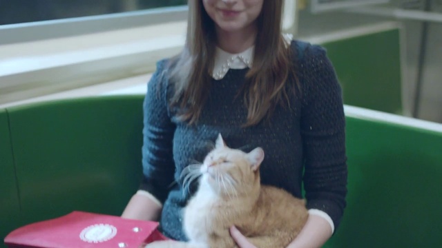 Video Reference: Cat, Felidae, Small to medium-sized cats, Skin, Whiskers, Kitten, Carnivore, Persian, Fur, Sitting