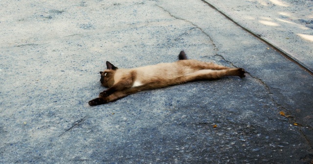 Video Reference: cat, fauna, mammal, small to medium sized cats, cat like mammal, whiskers, snout, tail, carnivoran, wildlife