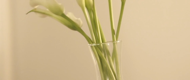Video Reference: vase, plant, plant stem, grass family, flower, floristry, flowerpot, floral design, herb, Person