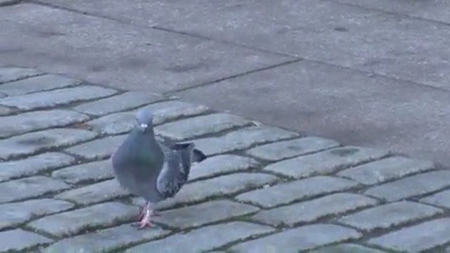 Video Reference: bird, pigeons and doves, fauna, asphalt, road surface, seabird, beak, cobblestone