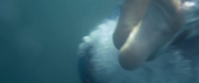 Video Reference: Underwater, Marine mammal, Marine biology, Leg, Beluga whale, Foot, Sea cows, Whale, Manatee, Cetacea