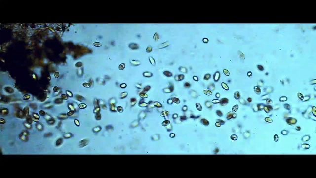 Video Reference: Water, Organism, Drop, Macro photography, Liquid bubble, Moisture, Photography, Dew, Liquid