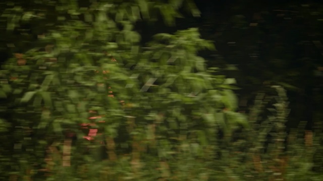 Video Reference: Nature, Vegetation, Green, Jungle, Forest, Natural environment, Tree, Woodland, Leaf, Biome, Person