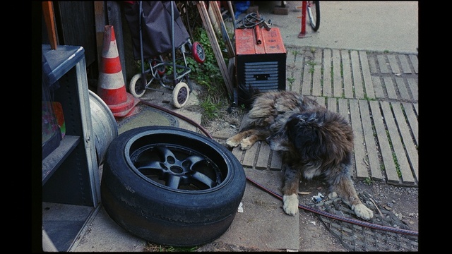 Video Reference: Tire, Automotive tire, Dog, Canidae, Wheel, Automotive wheel system, Auto part, Carnivore, Sporting Group, Rim