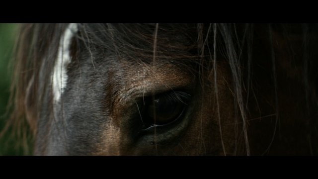Video Reference: Hair, Eye, Close-up, Darkness, Brown, Organ, Iris, Mustang horse, Human, Fiction
