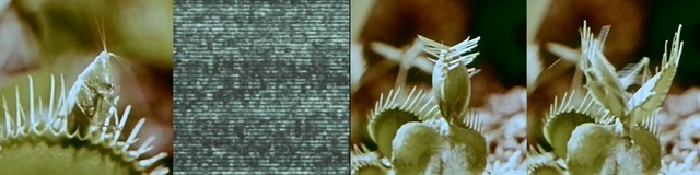 Video Reference: grass family, flora, close up, grass, plant stem, organism, commodity, food grain, emmer, plant