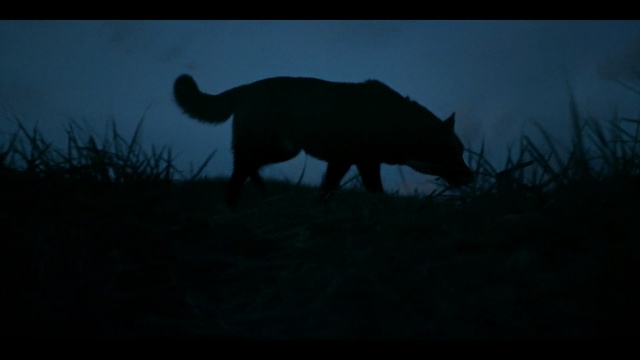 Video Reference: Black, Sky, Wildlife, Silhouette, Screenshot, Photography, Tail, Night, Wolf, Darkness