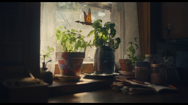 Video Reference: Still life photography, Still life, Painting, Flower, Plant, Room, Window, Photography, Flowerpot, Houseplant