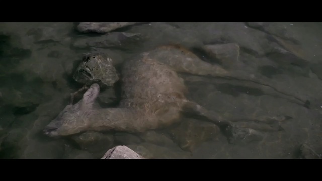 Video Reference: fauna, mammal, organism, wildlife, carnivoran