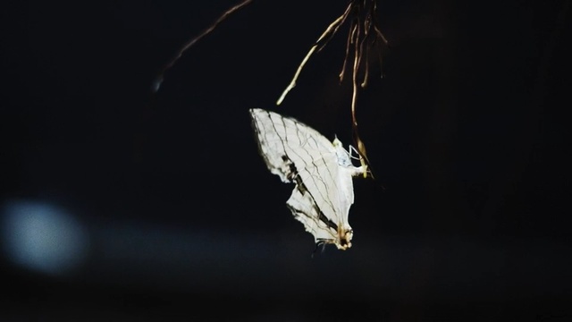 Video Reference: Leaf, Insect, Moths and butterflies, Macro photography, Close-up, Bombycidae, Plant, Organism, Twig, Photography