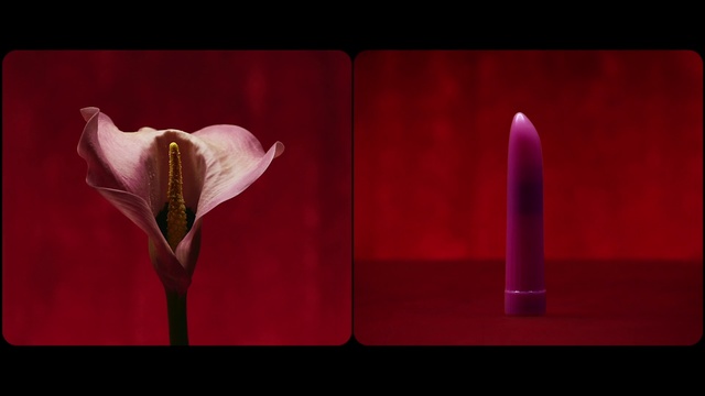 Video Reference: Petal, Flower, Still life photography, Lighting, Plant, Anthurium, Alismatales, Magenta, Photography, Flowering plant