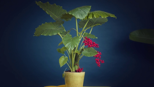 Video Reference: Flower, Plant, Leaf, Houseplant, Flowering plant, Flowerpot, Plant stem, Tree, Malvales