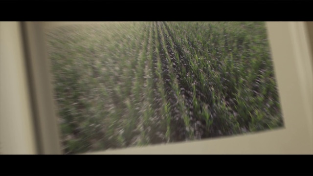Video Reference: Green, Nature, Vegetation, Leaf, Grass, Grass family, Plant, Tree, Room, Houseplant
