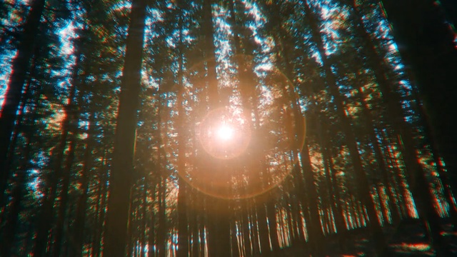 Video Reference: nature, light, tree, night, leaf, lighting, sunlight, sky, darkness, forest