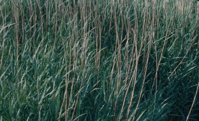Video Reference: Green, Grass, Plant, Grass, Chrysopogon zizanioides, Elymus repens, Perennial plant