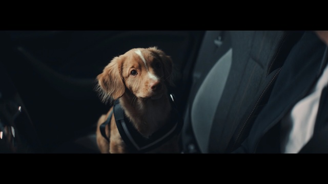 Video Reference: Dog, Canidae, Dog breed, Snout, Sporting Group, Carnivore, Photography, Companion dog, Retriever, Puppy