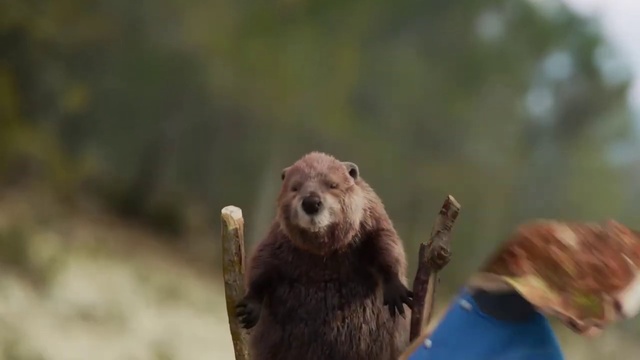 Video Reference: Kodiak bear, Brown bear, Grizzly bear, Carnivore, Fawn, Terrestrial animal, Grass, Happy, Bear, Landscape