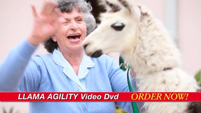 Video Reference: photo caption, goats, livestock, product, snout, friendship, Person