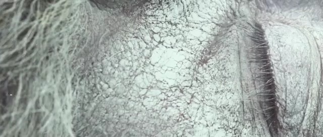 Video Reference: mammal, head, close up, fur, tree, eye, mane, wildlife, snout, organism
