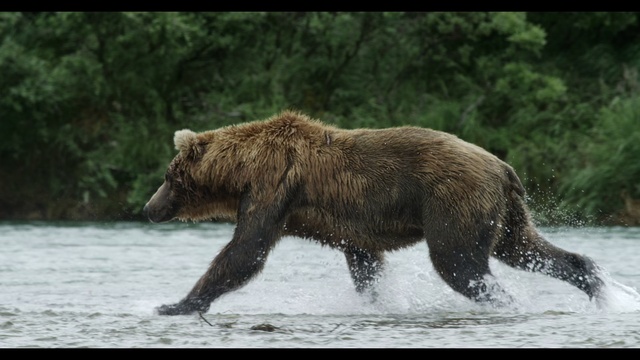Video Reference: Brown bear, Mammal, Vertebrate, Bear, Grizzly bear, Terrestrial animal, Carnivore, Wildlife, Wilderness, Kodiak bear, Water, Outdoor, Brown, Animal, River, Playing, Fish, Lake, Large, Standing, Dog, Walking, Young, Mouth, Field, Cat, Teeth, Tree