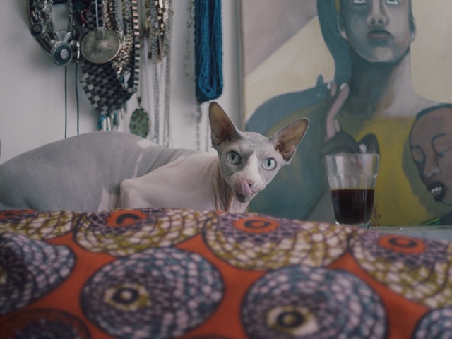 Video Reference: Cat, Donskoy, Sphynx, Cornish rex, Small to medium-sized cats, Felidae, Peterbald, Ukrainian levkoy, Carnivore, Devon rex