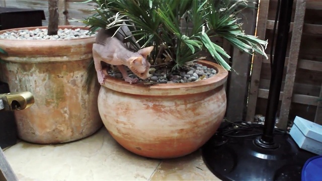 Video Reference: plant, flowerpot, cookware and bakeware, ceramic, pottery, houseplant