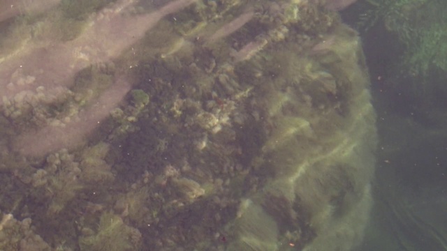 Video Reference: Green, Water, Common snapping turtle, Organism, Turtle, Underwater