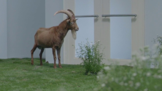 Video Reference: Horn, Goats, Wildlife, Cow-goat family, Terrestrial animal, Goat-antelope, Goat, Feral goat, Antelope, Barbary sheep
