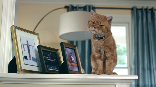 Video Reference: cat, mammal, small to medium sized cats, room, cat like mammal, window, carnivoran, whiskers, kitten