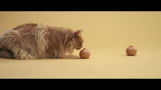 Video Reference: Cat, Mammal, Felidae, Small to medium-sized cats, Carnivore, Norwegian forest cat, Whiskers, Ragamuffin, Kitten, Maine coon, Indoor, Sitting, Laying, Looking, White, Orange, Lying, Black, Table, Large, Standing, Living, Room, Sleeping, Animal, Domestic cat, Colored