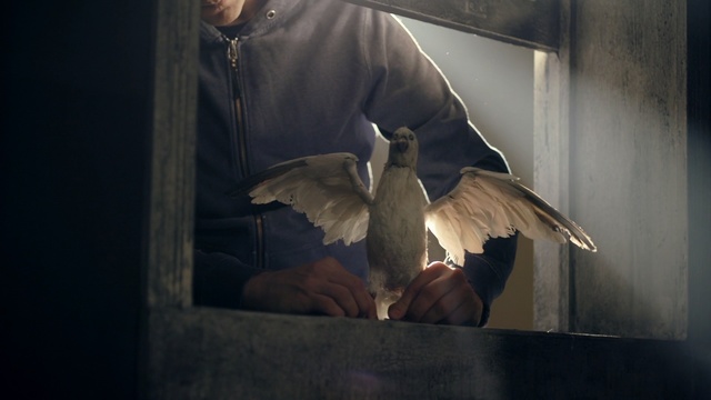 Video Reference: darkness, wing, bird, girl, beak