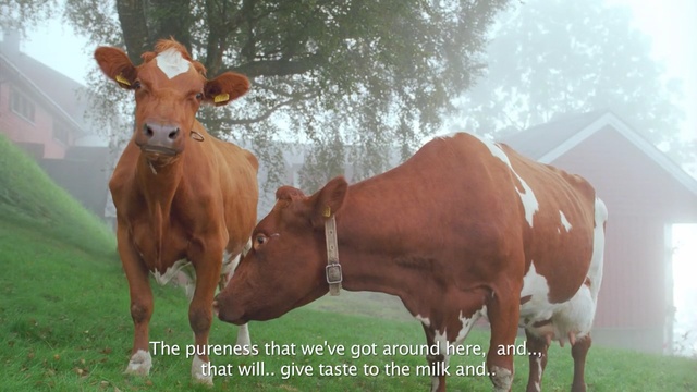 Video Reference: cattle like mammal, dairy cow, pasture, fauna, horn, grass, cow goat family, livestock, ox, calf, Person