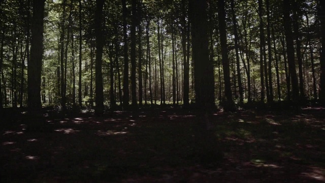 Video Reference: Forest, Tree, Woodland, Nature, Natural environment, Natural landscape, Spruce-fir forest, Old-growth forest, Tropical and subtropical coniferous forests, Northern hardwood forest