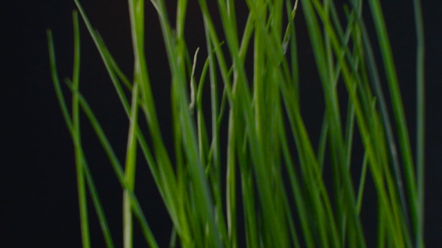 Video Reference: Green, Plant, Grass, Leaf, Grass, Flowering plant, Chrysopogon zizanioides, Close-up, Sweet grass, Wheatgrass