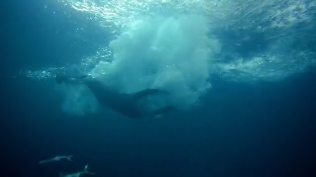 Video Reference: underwater, sea, water, marine biology, ocean, marine mammal, organism, freediving, underwater diving, wave