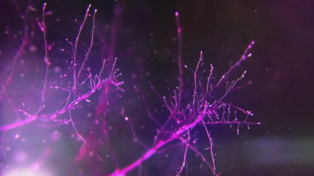 Video Reference: purple, violet, light, entertainment, darkness, macro photography, computer wallpaper, event, sky, space